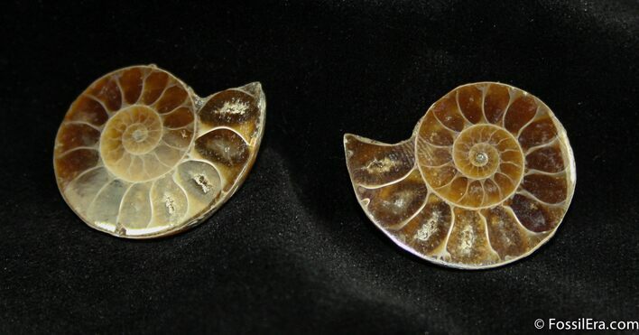 Small Desmoceras Ammonite Pair #1461